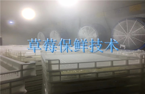 1618216556596953PHWH.jpg 草莓保鮮技術(shù).jpg