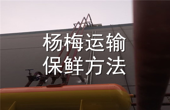 楊梅運輸保鮮方法.jpg