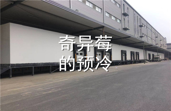 奇異莓的預(yù)冷.jpg