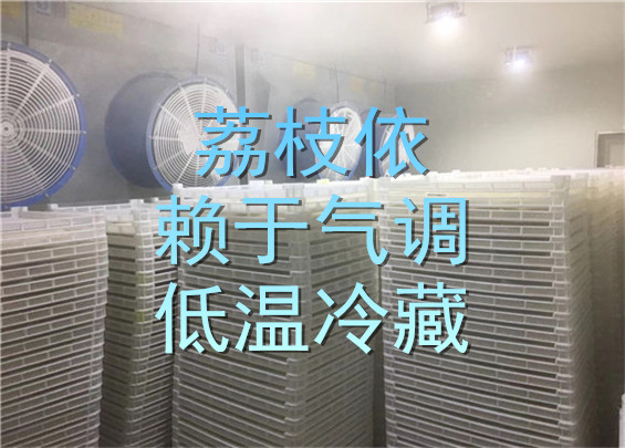 荔枝依賴于氣調(diào)低溫冷藏.jpg