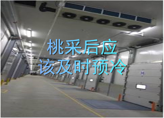 桃采后應(yīng)該及時(shí)預(yù)冷.jpg