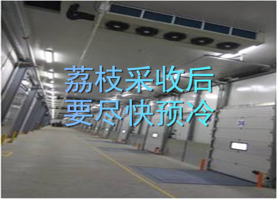 荔枝采收后要盡快預(yù)冷 (2).jpg